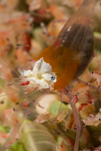 Small predators on the popcorn shrimp at the night dive. by Mehmet Salih Bilal 